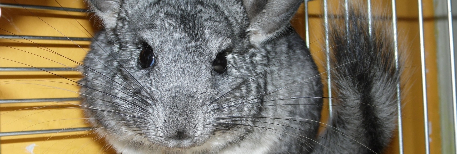 SZYLEX breeding chinchillas feed fodder cages of chinchillas in Poland 01