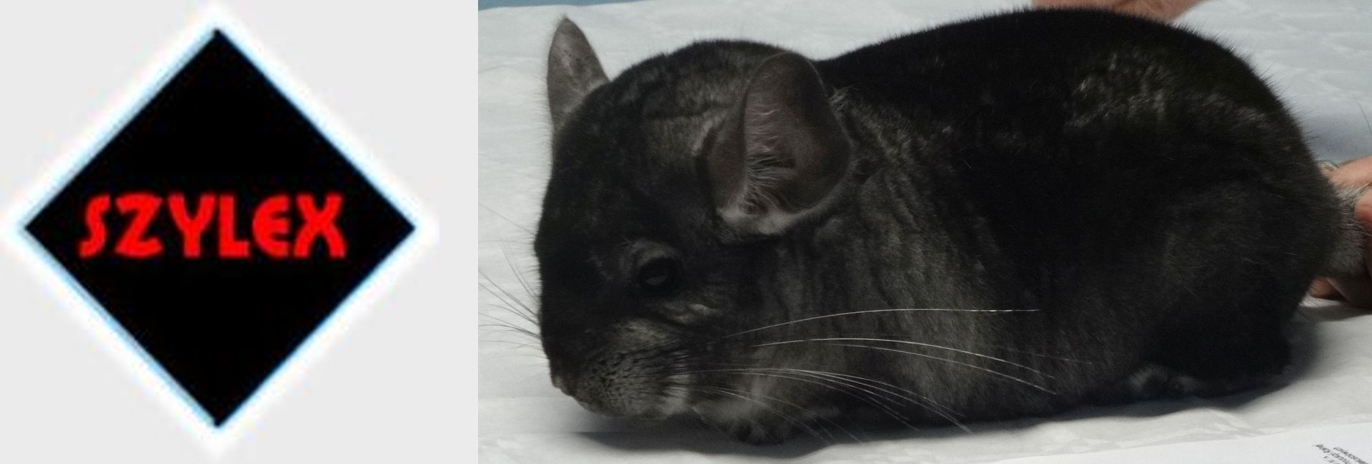 SZYLEX breeding chinchillas feed fodder cages of chinchillas in Poland 02