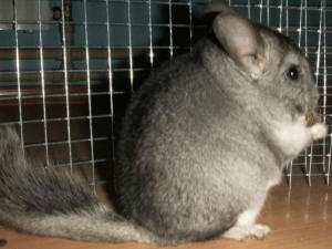 SZYLEX breeding chinchillas feed fodder cages of chinchillas in Poland 01