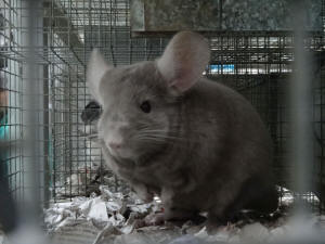SZYLEX breeding chinchillas feed fodder cages of chinchillas in Poland 02