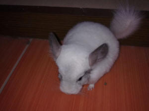 SZYLEX breeding chinchillas feed fodder cages of chinchillas in Poland 03