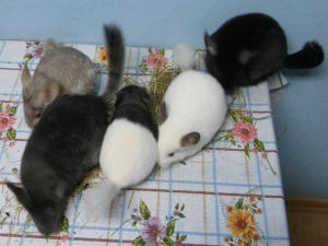 SZYLEX breeding chinchillas feed fodder cages of chinchillas in Poland 04