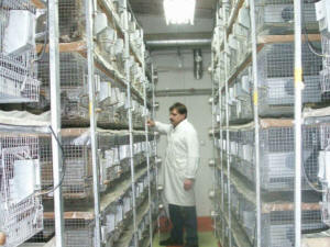 SZYLEX breeding chinchillas feed fodder cages of chinchillas in Poland 05