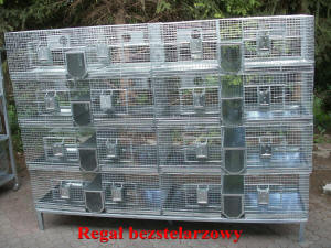SZYLEX breeding chinchillas feed fodder cages of chinchillas in Poland 07