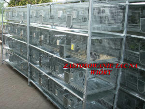 SZYLEX breeding chinchillas feed fodder cages of chinchillas in Poland 08