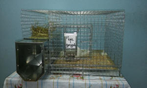 SZYLEX breeding chinchillas feed fodder cages of chinchillas in Poland 10